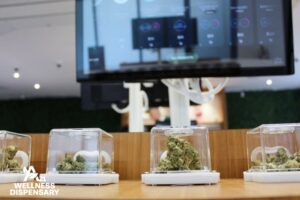 Cannabis brand partner at A21 Wellness Dispensary