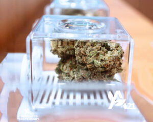 Cannabis brand partner at A21 Wellness Dispensary